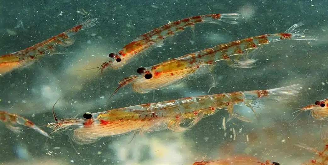 krill rak