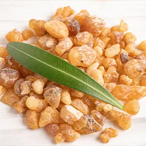 Boswellia
