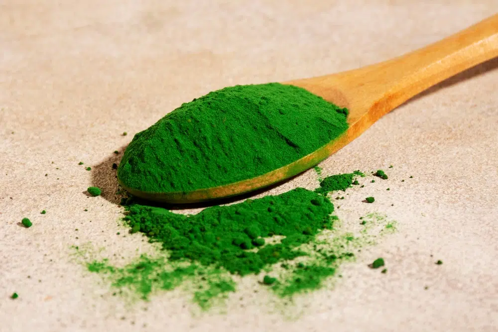 Chlorella alga