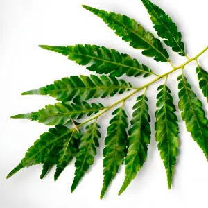 Neem