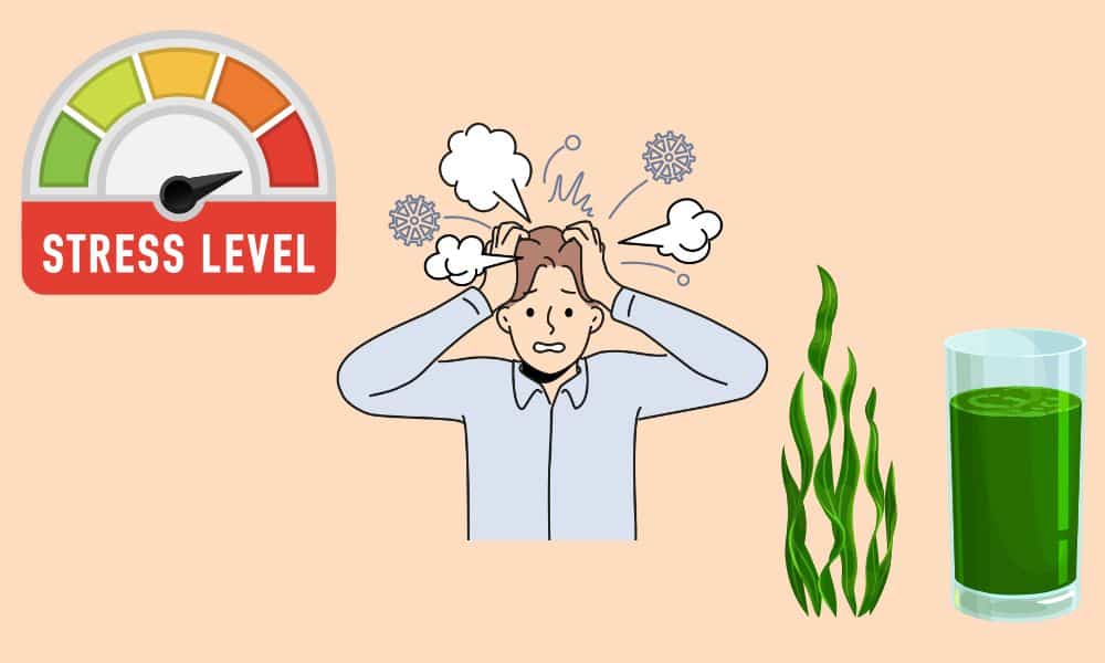 A chlorella és a spirulina alga együttes fogyasztása különösen ajánlott stresszes életmódot folytatók részére A chlorella és a spirulina alga együttes fogyasztása különösen ajánlott stresszes életmódot folytatók részére