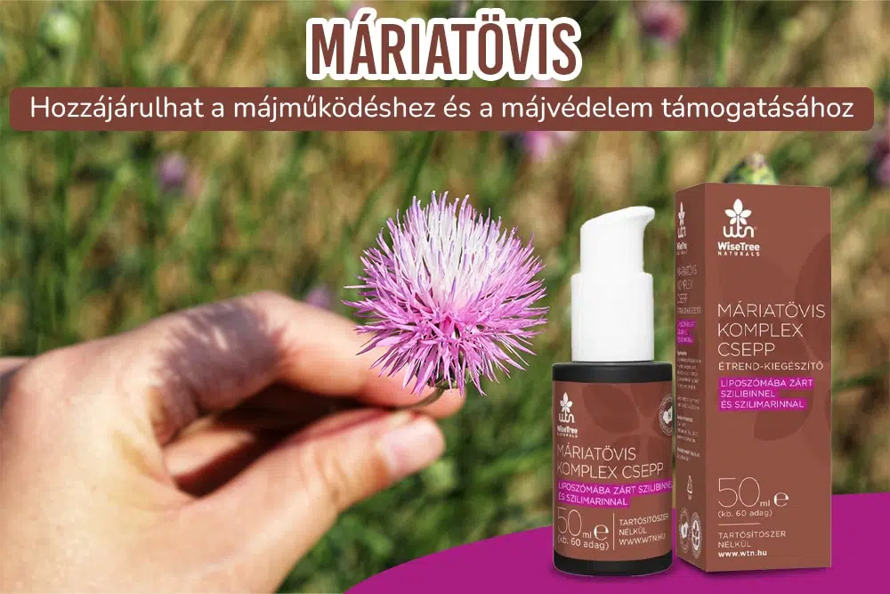 Regeneráld a májad természetesen a máriatövis erejével