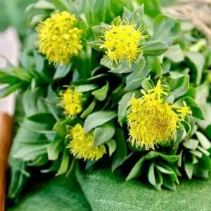 Aranygyökér, Rhodiola Rosea