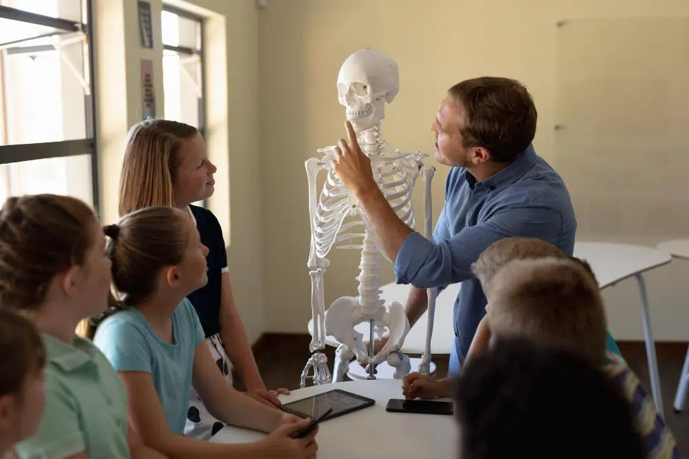 Csontjaid őrei: Kulcsfontosságú ásványi anyagok az erős vázrendszerért