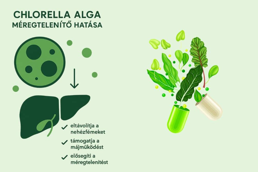 A chlorella alga hatása: Méregtelenítés A chlorella alga hatása: Méregtelenítés