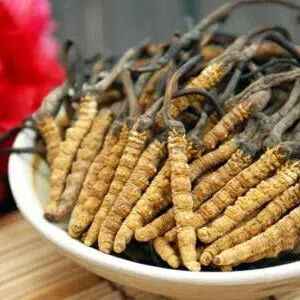 Cordyceps, kínai hernyógomba
