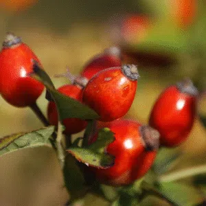 Csipkebogyó