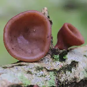 Fafülgomba, Júdásfüle gomba