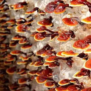 Ganoderma, pecsétviaszgomba, reishi