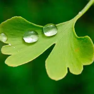 Ginkgo Biloba