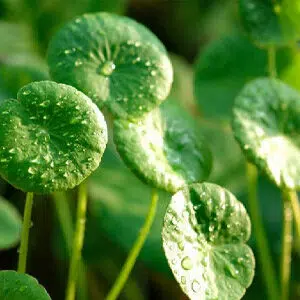 Gotu kola