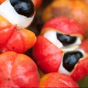Guarana