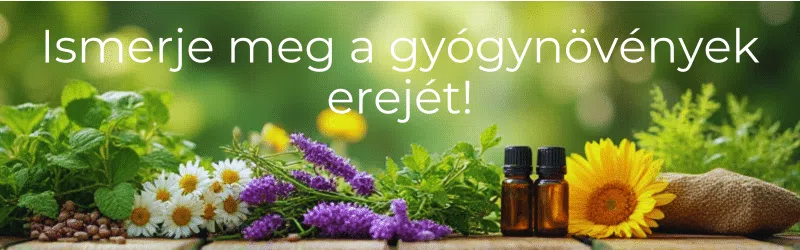 gyógynövények, cékla