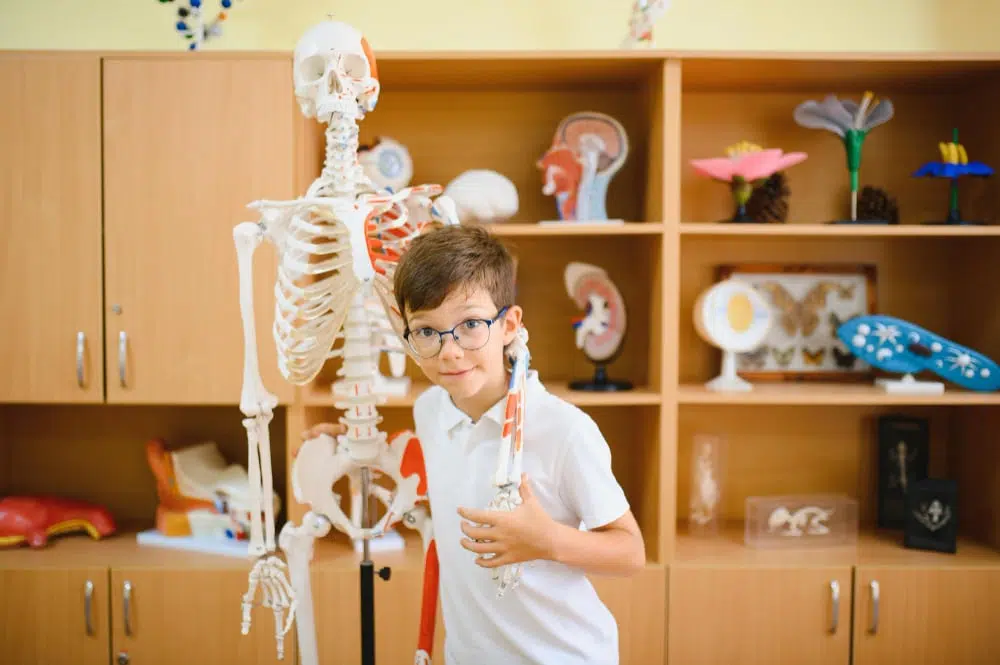 Csontjaid erősítése természetes módon: A kalcium és társai a mindennapokban