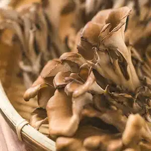 Maitake, Bokrosgomba