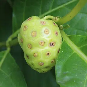 Noni