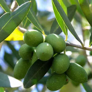 Olajfalevél