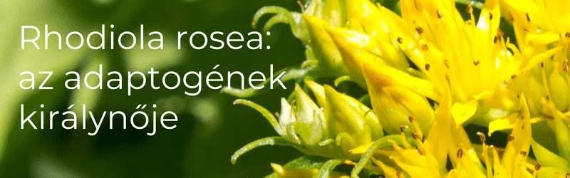 rhodiola rosea