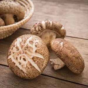 Shiitake