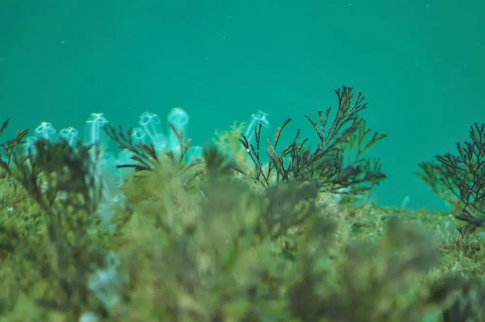 Spirulina alga kapszula: Természetes támogatás minden nap!