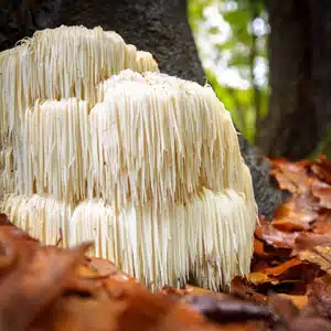 Süngomba
