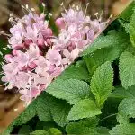 Valeriana, Macskagyökér