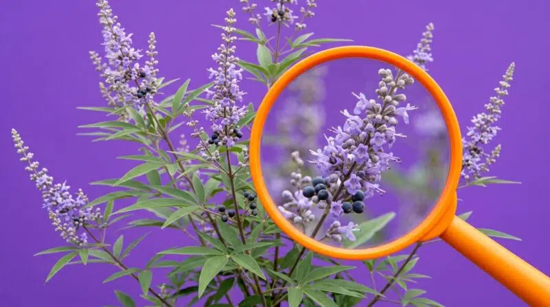 Barátcserje és a női közérzet: Kutatásokkal alátámasztott útmutató