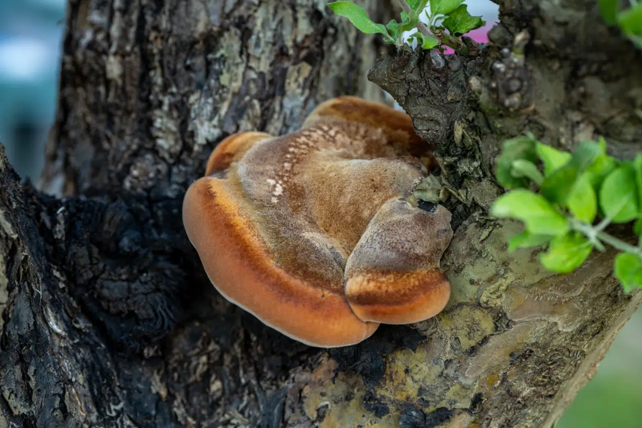 Pecsétviaszgomba mellékhatásai: 5 fontos figyelmeztetés